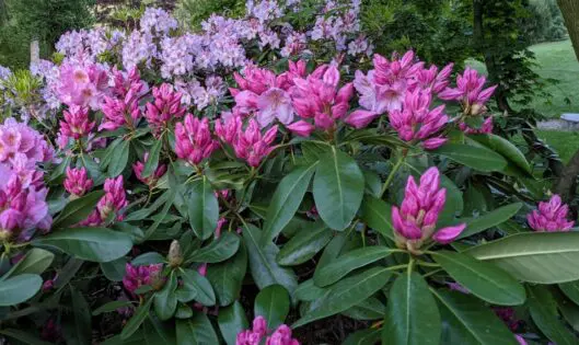 Want to Live Longer? Build a Garden!_thumbnail