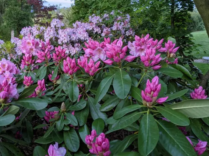 Want to Live Longer? Build a Garden!_featured_image