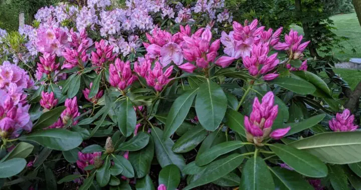 Want To Live Longer? Build A Garden! 594447505 1604199443869096 6894325017262992273 N