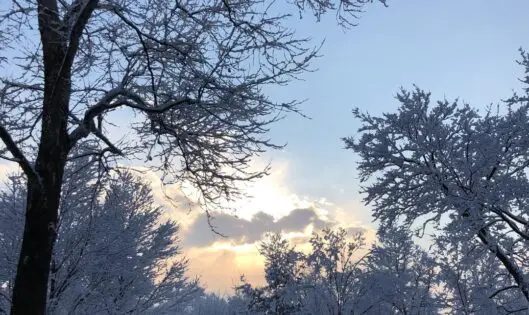 January Morn_thumbnail