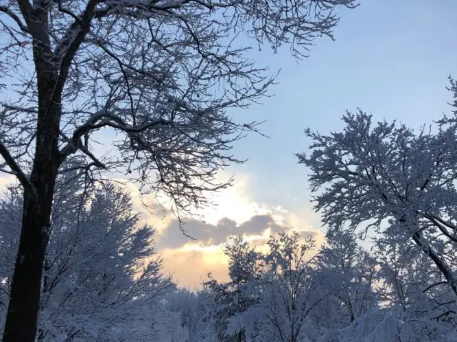 January Morn_featured_image