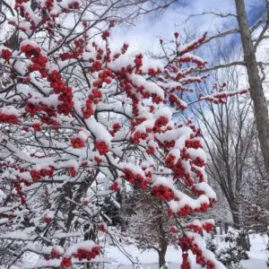 January 8 January 595207817 1604371567185217 9192214367647399577 N