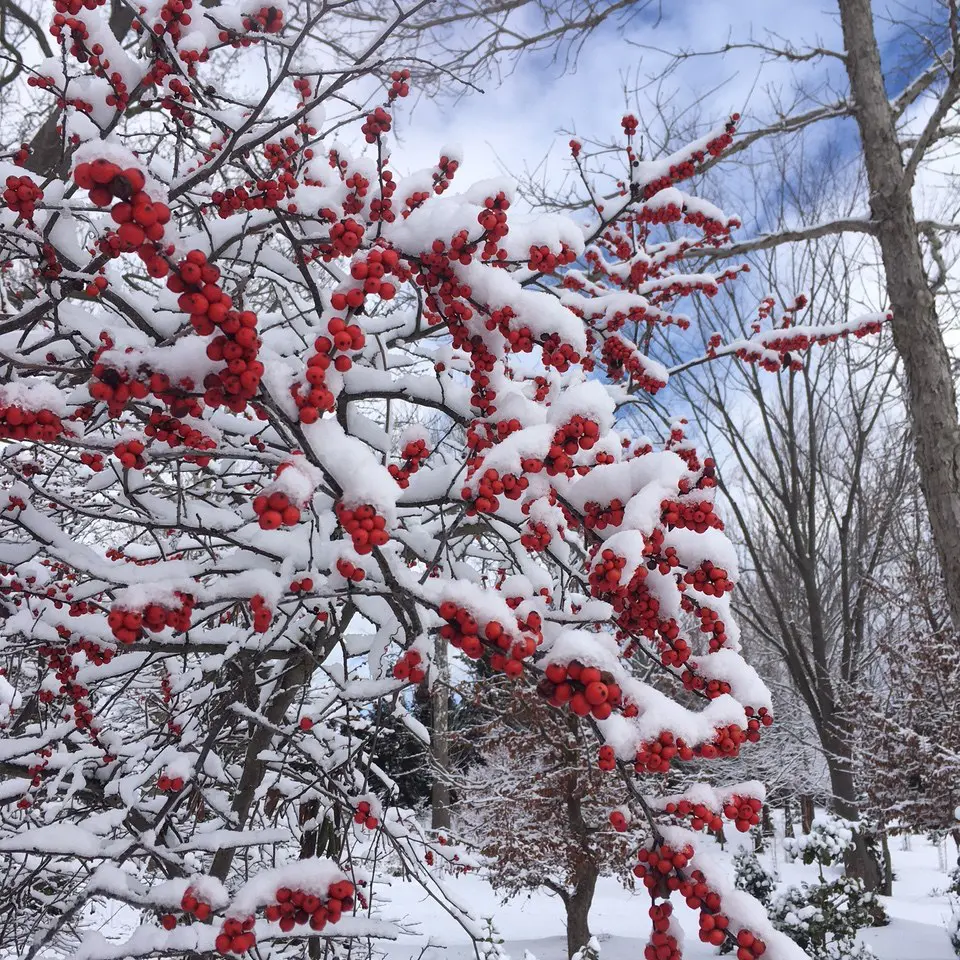 January 595207817 1604371567185217 9192214367647399577 N