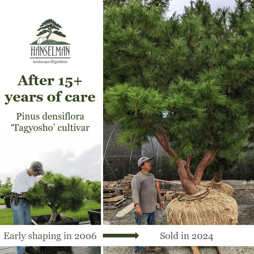 Side By Side Comparison Of A Red Pine As A Juvenile Plant And Fifteen Years Later, Showing Growth And Structural Development