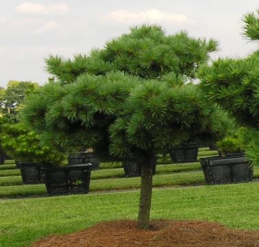 ornamental gardens