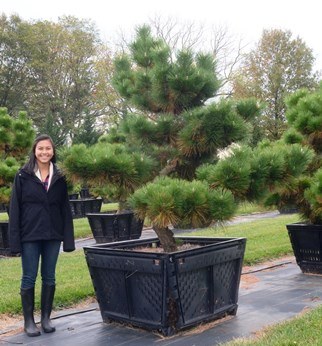 Ornamental Pines – Hanselman Landscape and Gardens