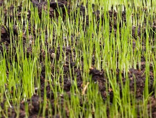 Hanselman Landscape And Gardens Lawndevelopment