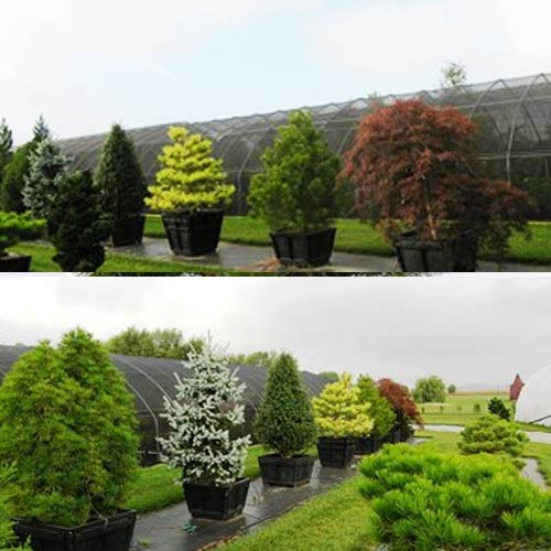 Hanselman Nursery Specialty Plants And Landscaping