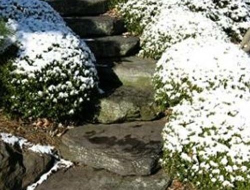 Hanselman Landscape And Gardens Winterization