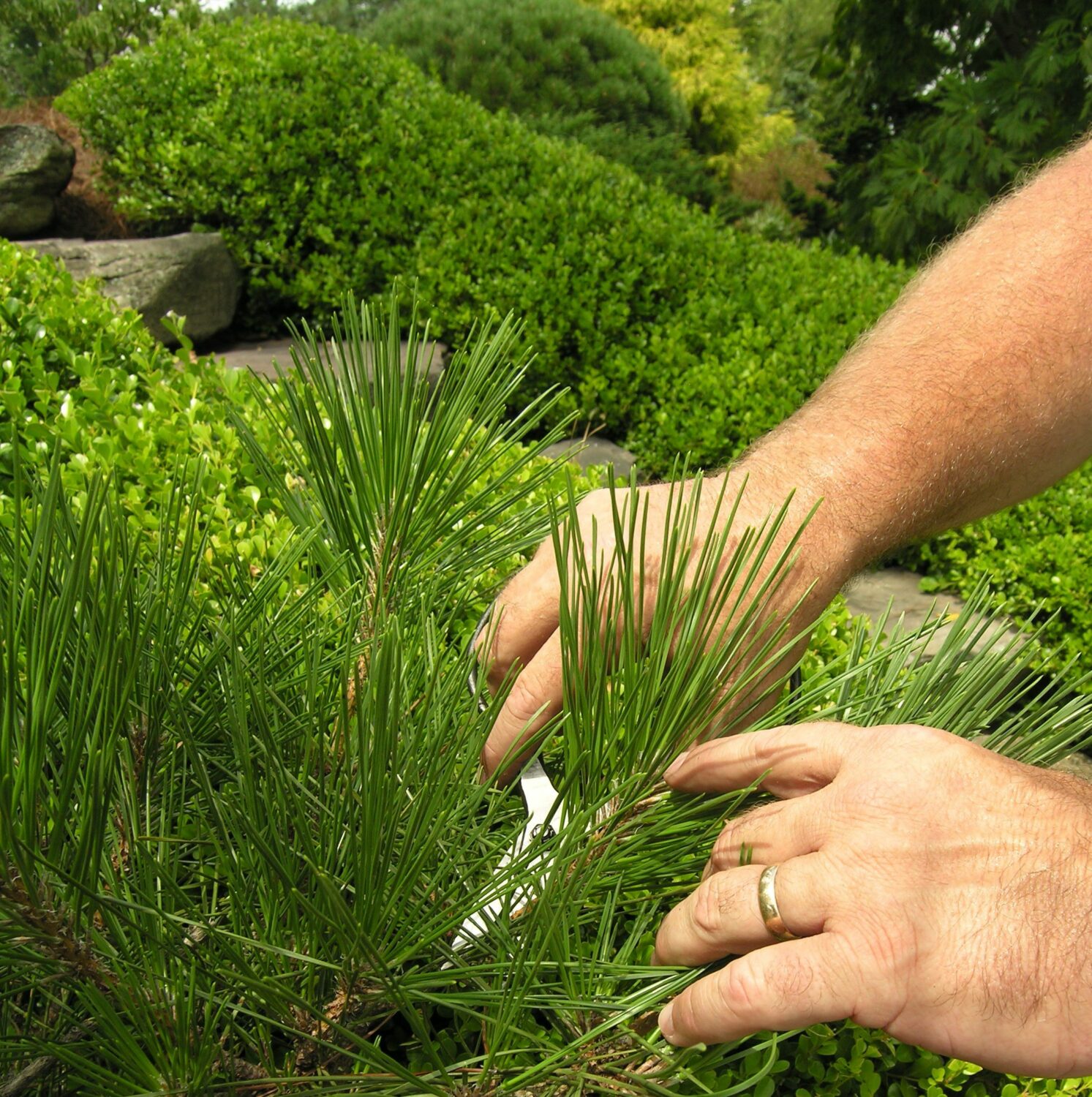 Japanese Pruning Scissors Allow Careful Tending, Manheim, Pa