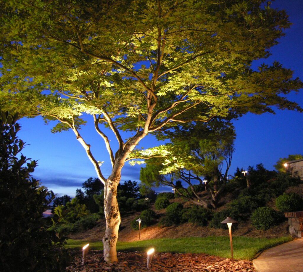 Japanese Maple Glows Like A Lantern With Up-Lighting, Lancaster, Pa