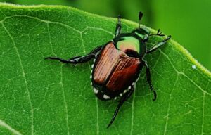 Japanese Beetle