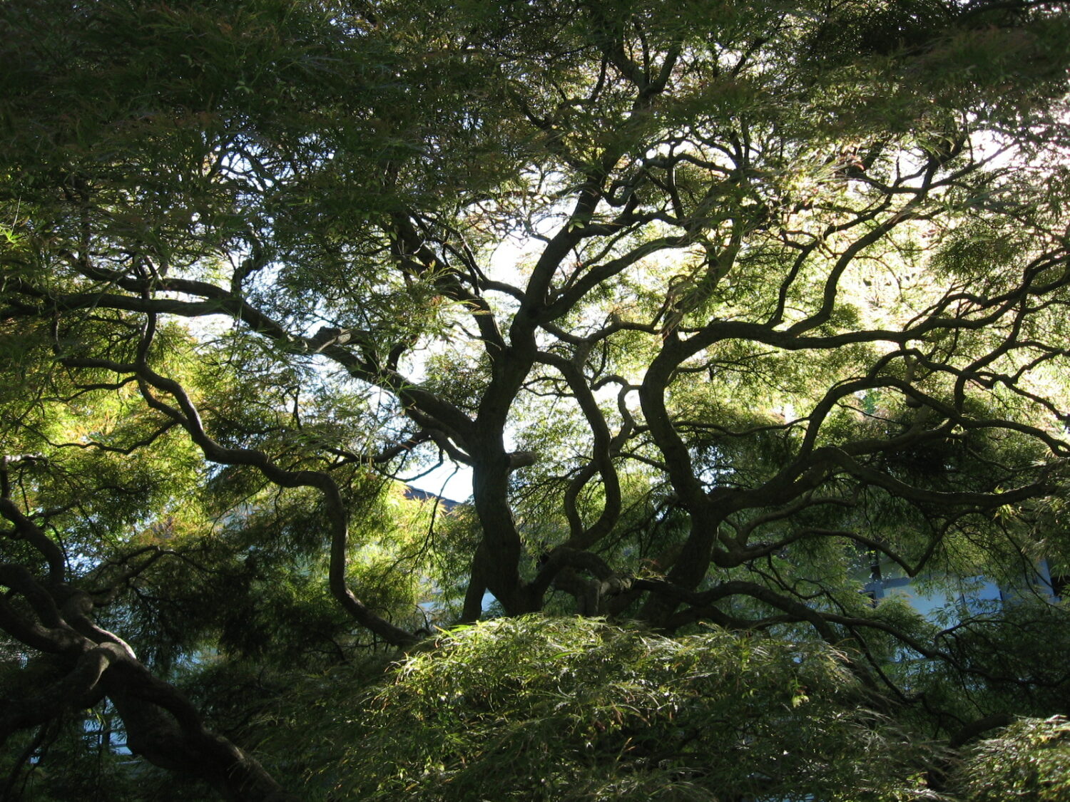 Aesthetic Pruning—A Light Touch Reveals Delicate Beauty, Villanova, Pa