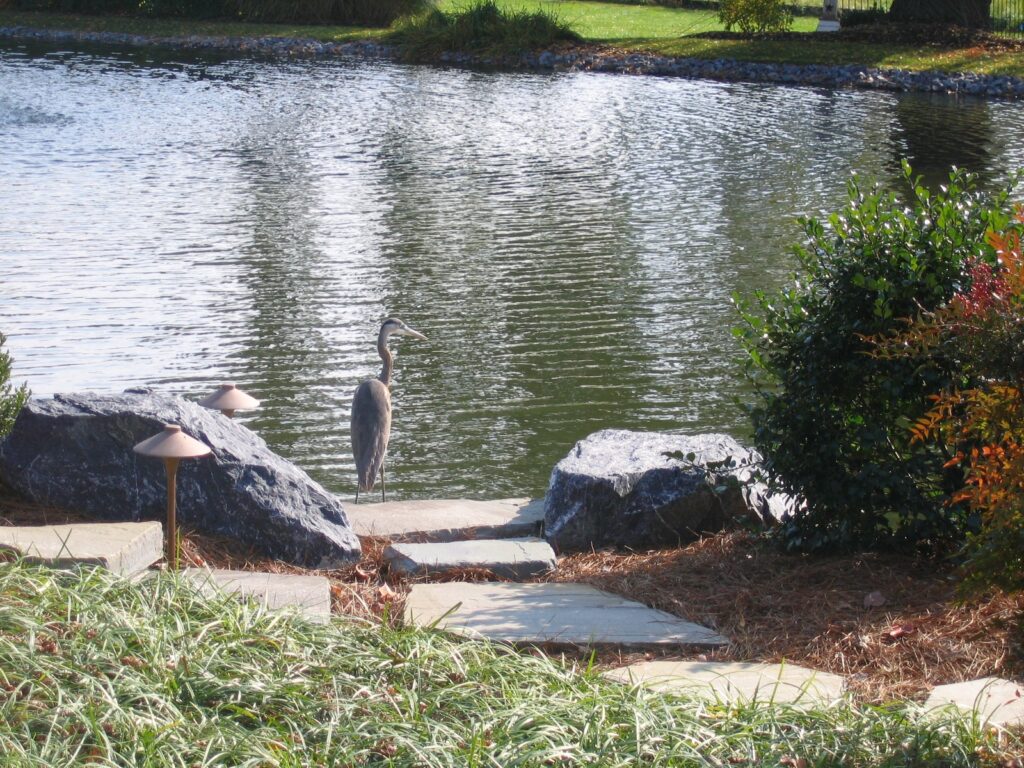 Heron Approves Of Farm Pond Access, Manheim, Pa