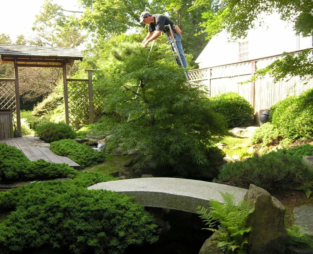 Special Pruning Ladder Allows Careful Hand Pruning For Trees In Japanese Courtyard Garden, Penn Valley, Pa