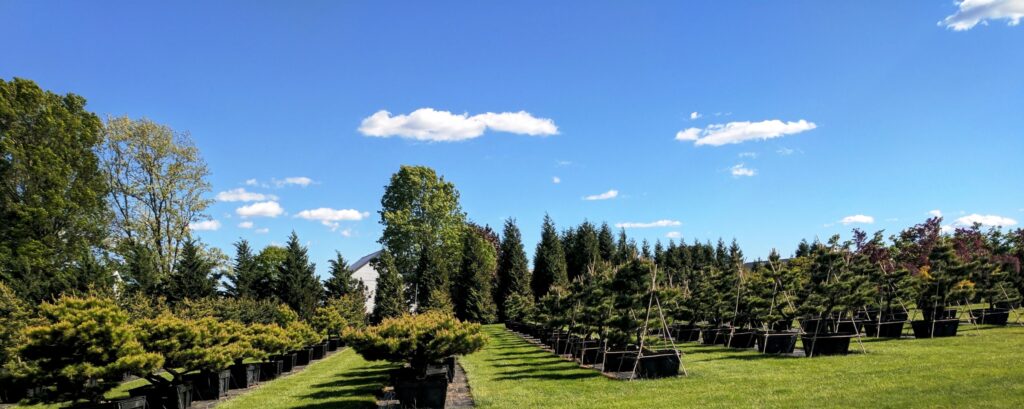 Carefully Pruned Japanese Black Pines, Manheim, Pa