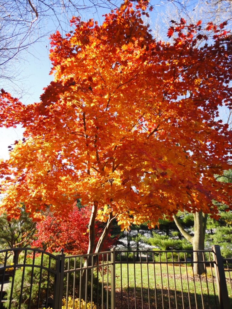 Kaede Varieties Of Japanese Maple Like ‘Oisami’ Have Some Of The Most Brilliant Fall Color, Lancaster, Pa