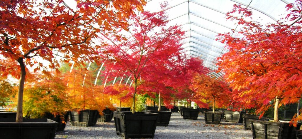 ‘Waterfall’, ‘Seiryu’ And ‘Mai Kujaku’ Japanese Maples In Fall, Manheim, Pa
