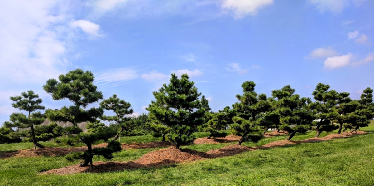 Ornamental Pines Hanselman Landscape and Gardens