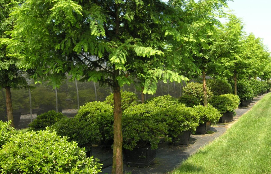 Limited Selection Of Large Shrubs For Instant Appeal, Manheim, Pa