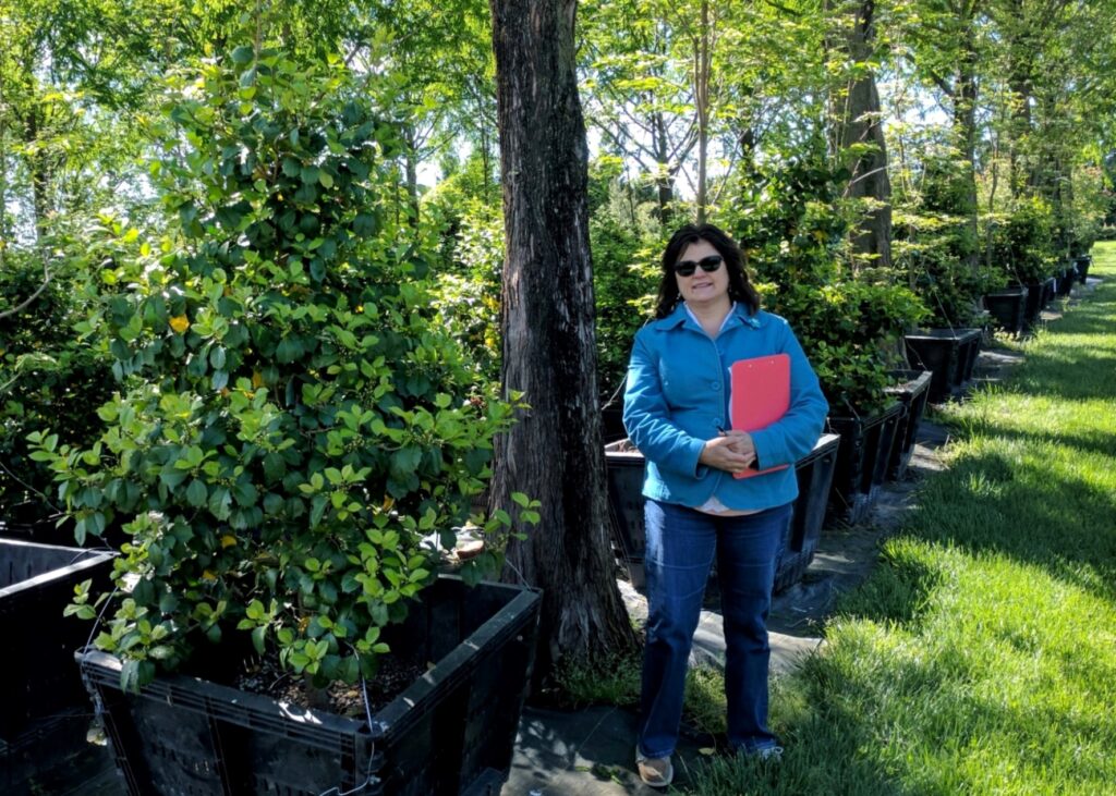 Deer-Resistant Native ‘Satyr Hill’ Holly, Manheim, Pa