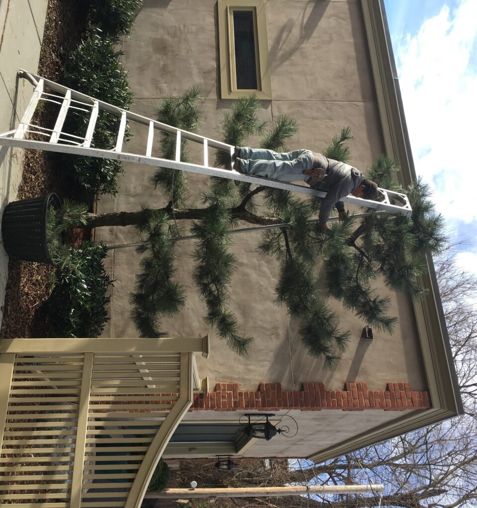 Espalier Of Japanese Black Pine In City Garden, Harrisburg, Pa