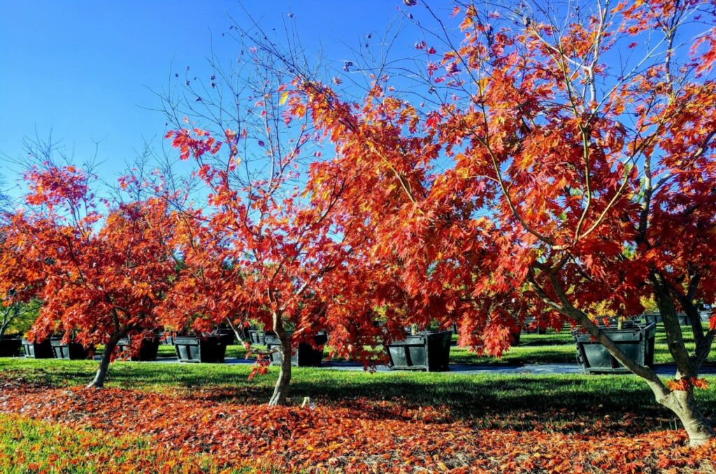 Japanese Maples In Fall At Nursery, Manheim, Pa