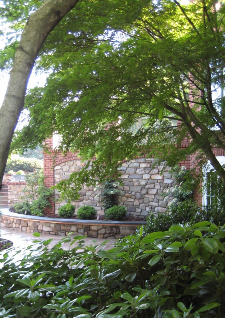 Green Japanese Maple In Summer, Lancaster, Pa