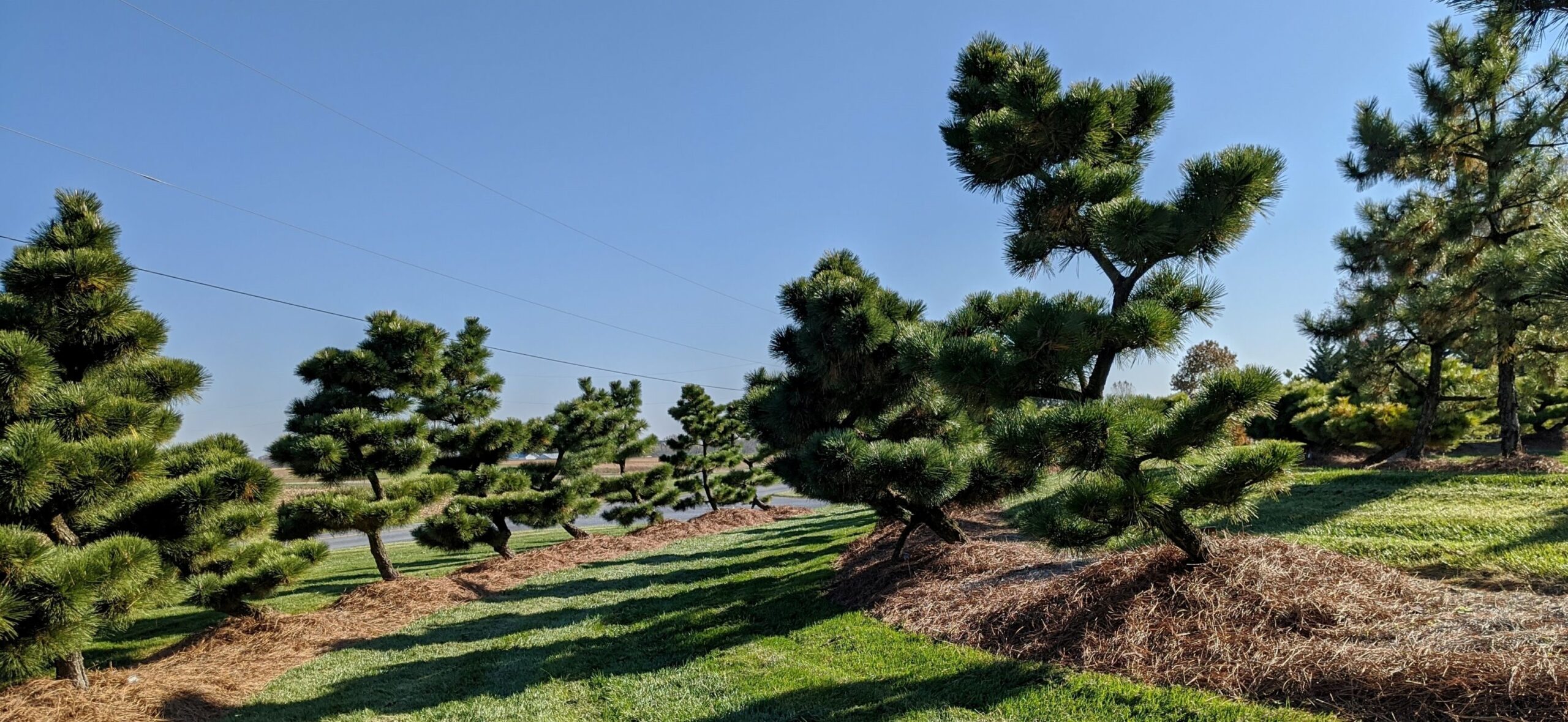 Pinus Thunbergii ‘Thunderhead’, ‘Banshoho’ And ‘Fuji’ Japanese Black Pine, Manheim, Pa