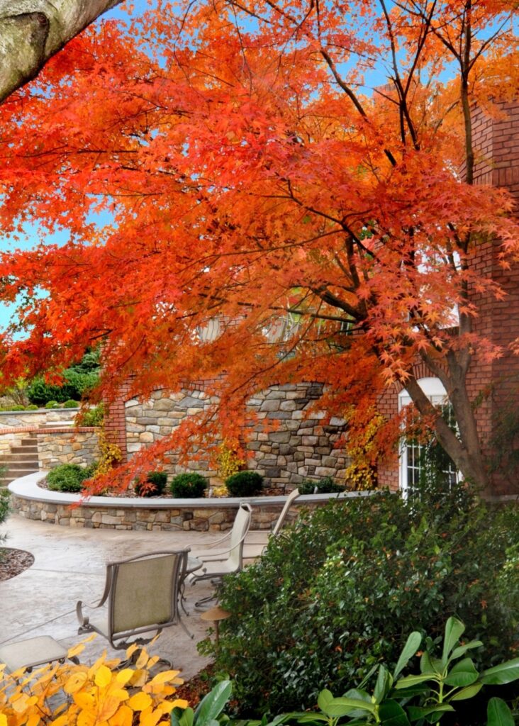Enduring Stone Walls With Brilliant Fall Color, Lancaster, Pa