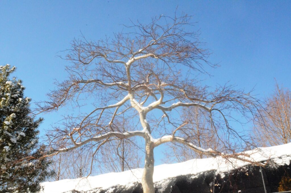 Developing The Lifetime Branch Structure On ‘Inaba Shidare’ Weeping Japanese Maple, Manheim, Pa