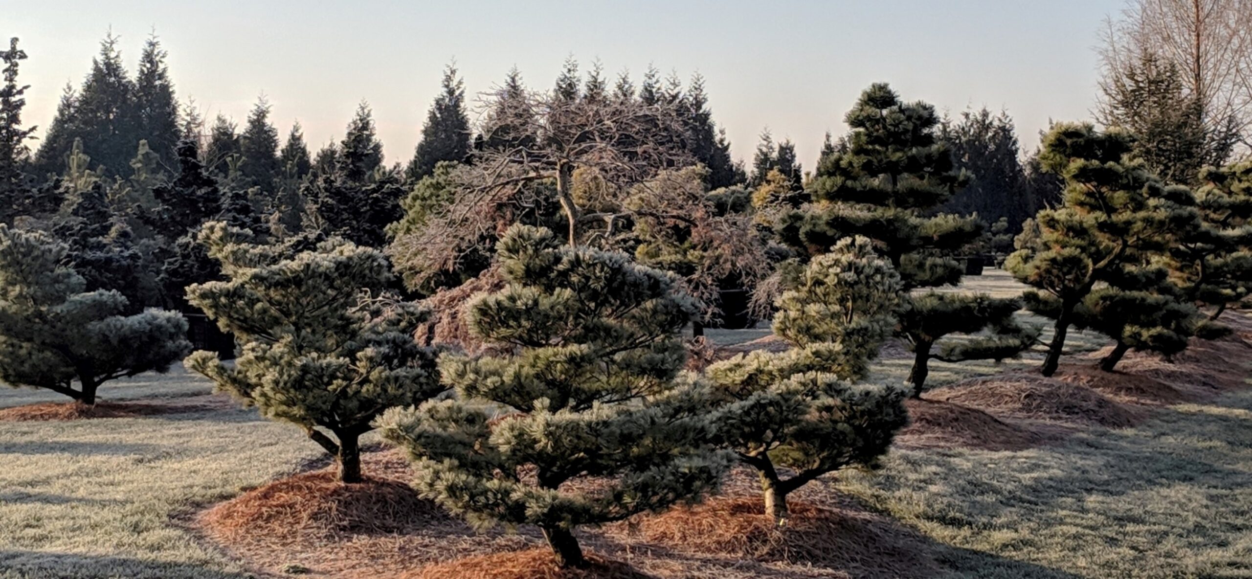 Ornamental Japanese Pine Trees Nursery In South Central PA