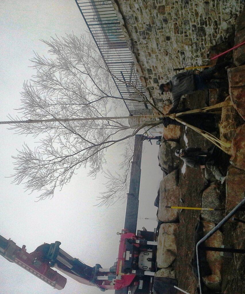 Late Winter Is The Best Time To Move ‘Seiryu’ Japanese Maple (Installed With Crane), Elizabethtown, Pa