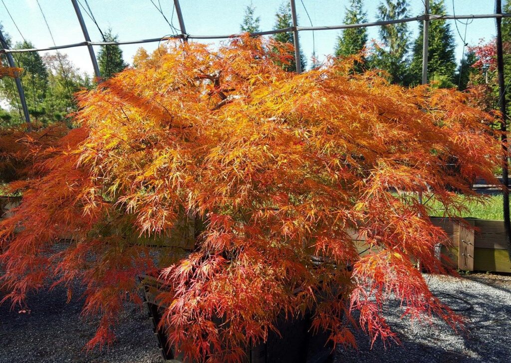 ‘Waterfall’ Weeping Japanese Maple In October Sun, Manheim, Pa