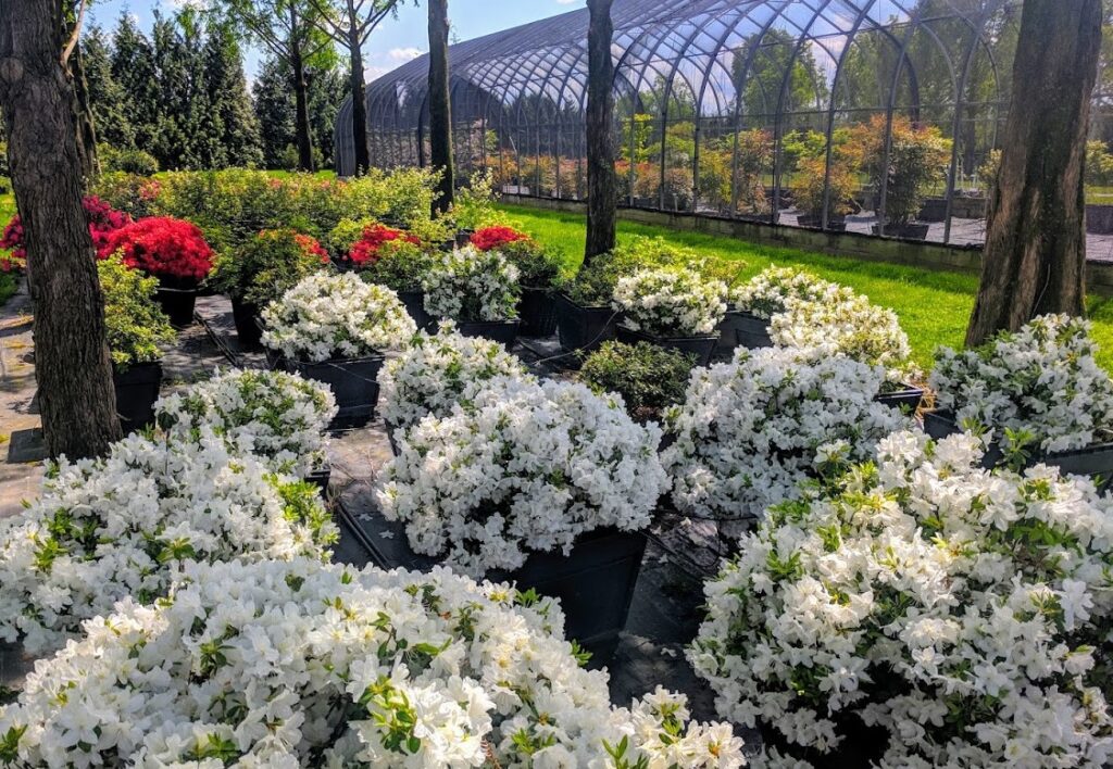 Azaleas In Spring Bloom, Manheim, Pa