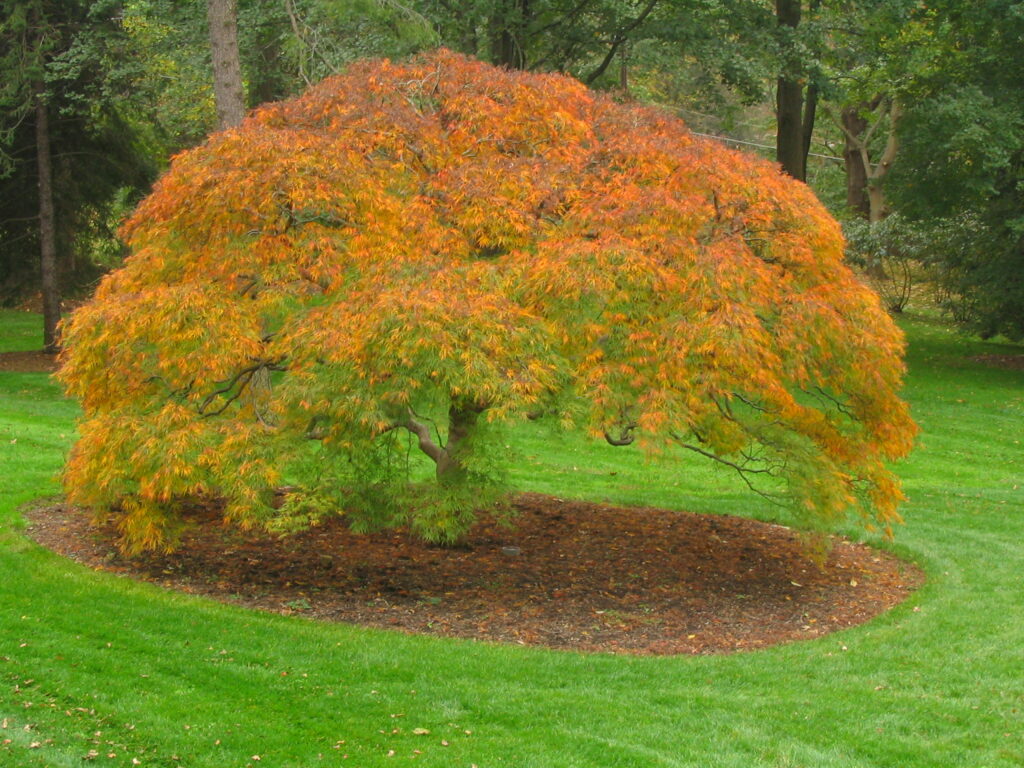 Developing And Caring For 100+ Year Old Specimen Weeping Japanese Maple, Villanova, Pa