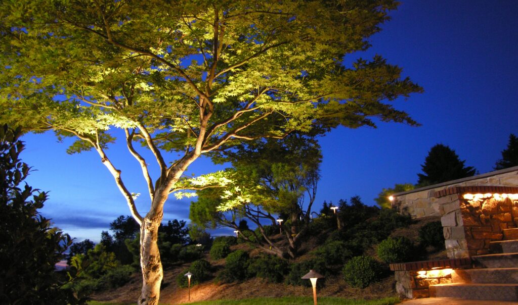 Japanese Maple Leaves Gently Glow Like A Paper Lantern, Lancaster, Pa