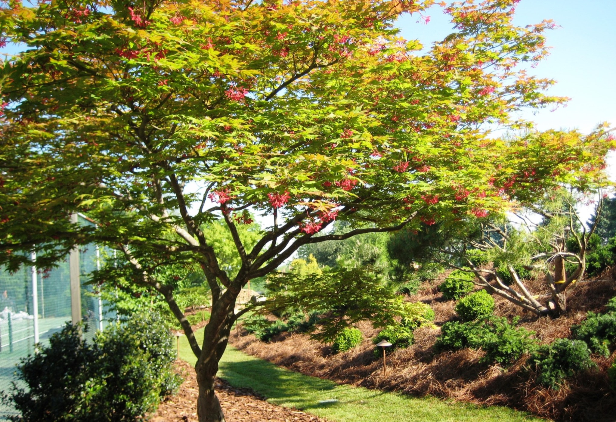 Green Japanese Maple In Spring, Lancaster, Pa