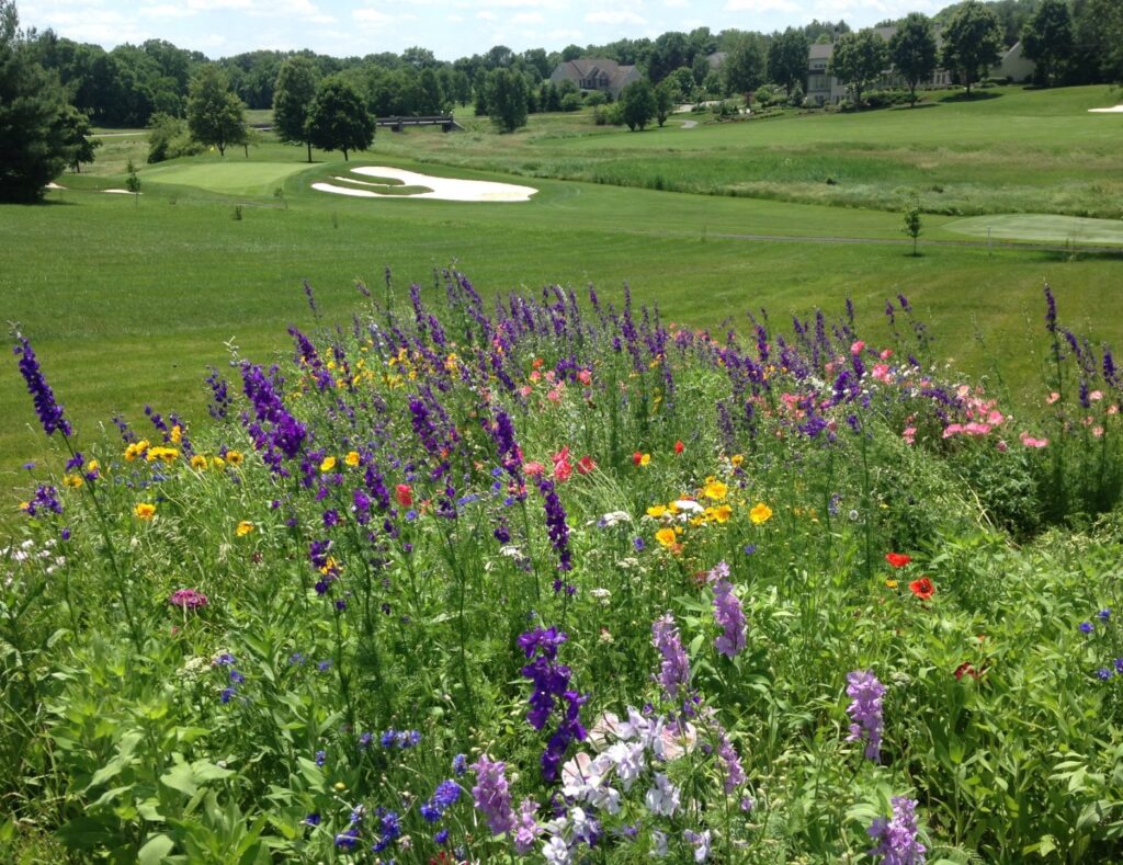 If The Golf Course Provides The Lawns, Consider A Meadow To Enjoy With Pollinator Friends, Lititz, Pa