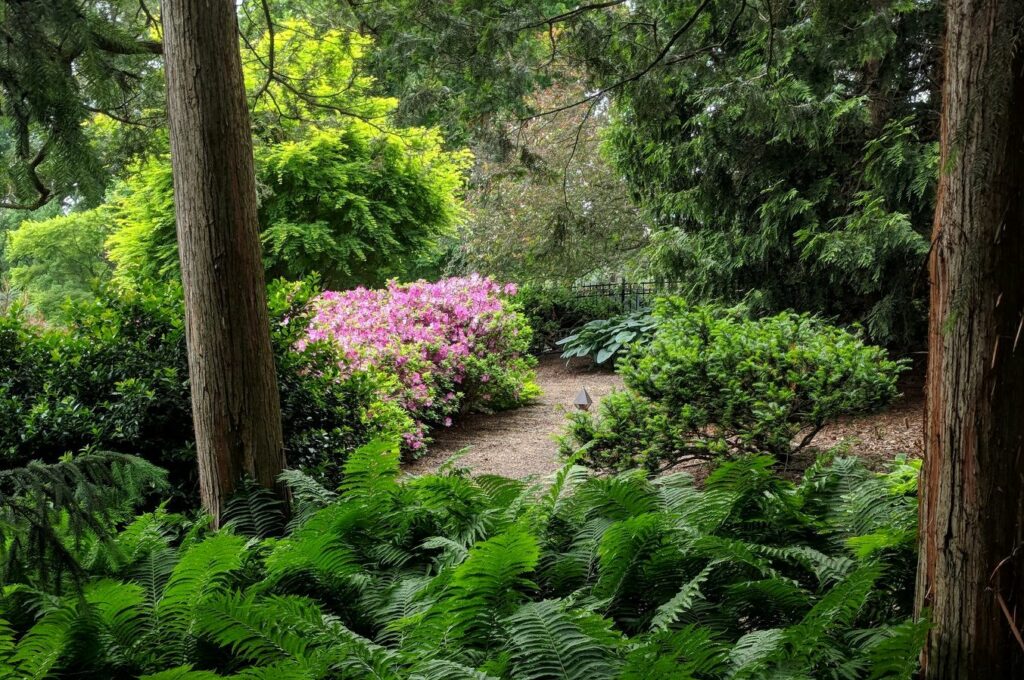Gallery New 17 Spring Blossoms Along A Woodland Garden Path, Elizabethtown, Pa