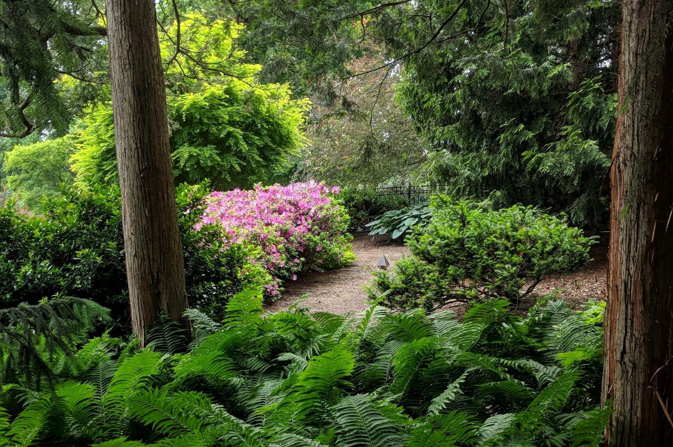 Spring Blossoms Along A Woodland Garden Path, Elizabethtown, Pa