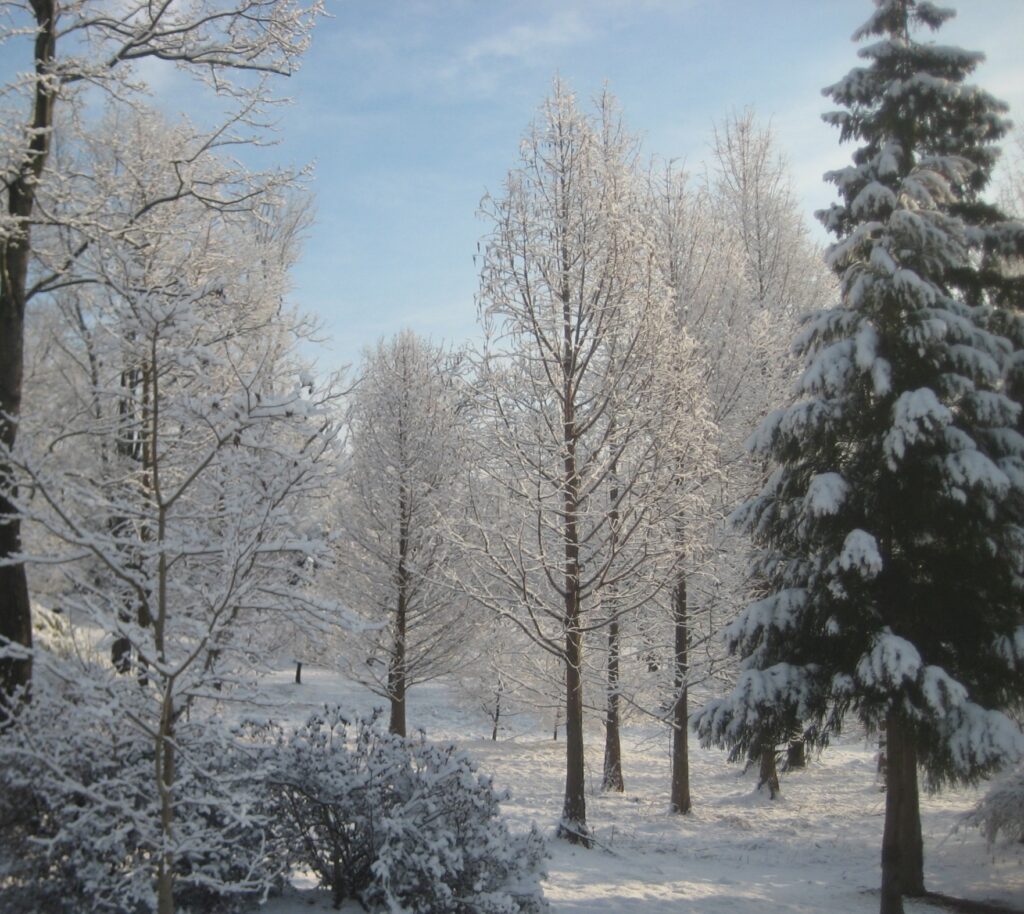 Gallery New 22 Winter Adds Delicate Beauty To This Young Woodland Garden, Manheim, Pa