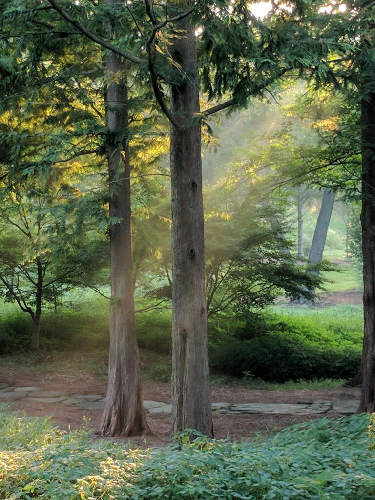 Life From Life 1 Life From Life Dawn Redwood Cathedral 1