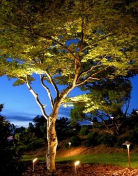 The Wonder Of Trees 3 The Wonder Of Trees 82184495 3607871392564008 8480766732472942592 N E1628805439296