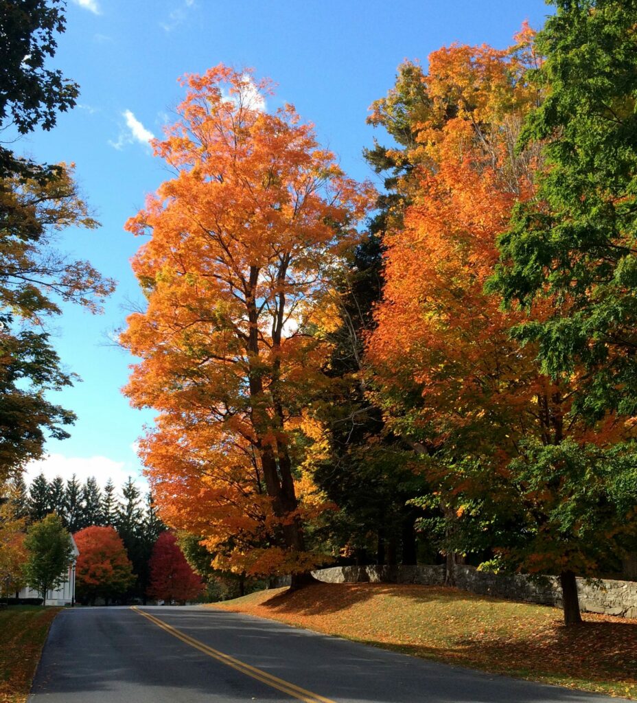 Autumn Is A Second Spring 1 Autumn Is A Second Spring 241800547 6371259172891869 1636149816415866824 N