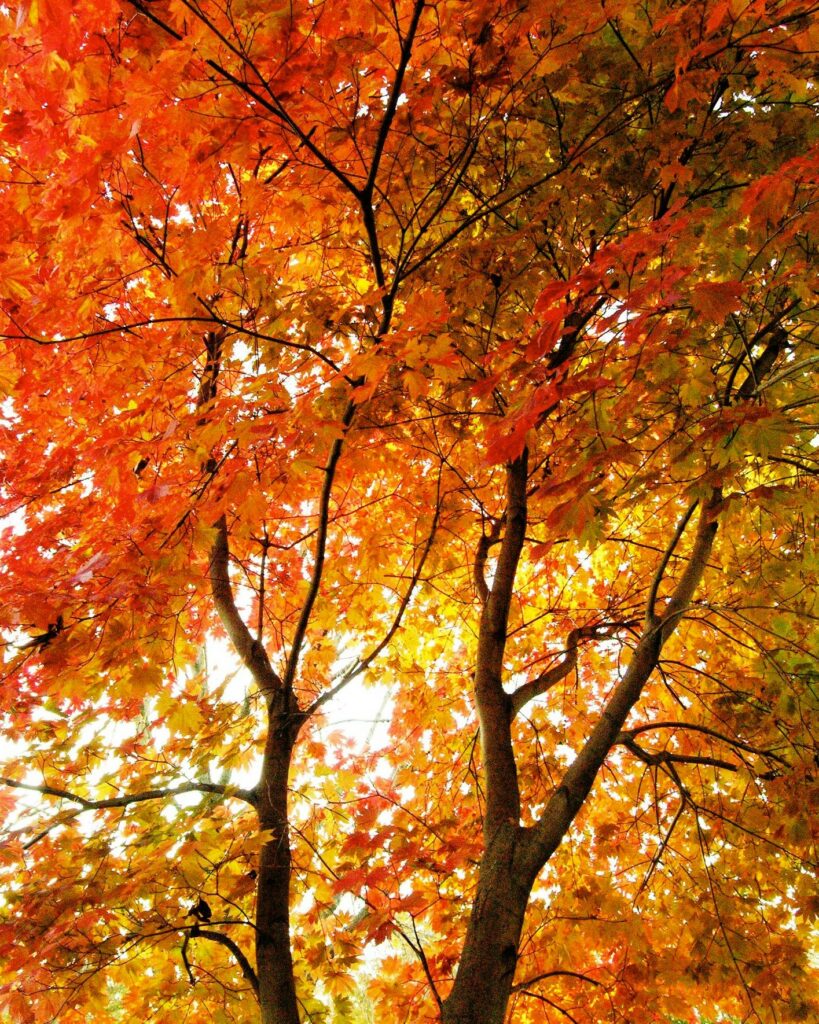Japanese Maple 1 Japanese Maple 241853670 6372407909443662 6837911058047033818 N
