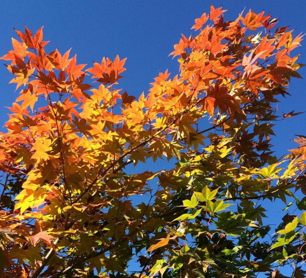 In The Spotlight . . . Acer Japonicum 'Mai Kujaku 244261439 6492246790793106 4640958064679482919 N