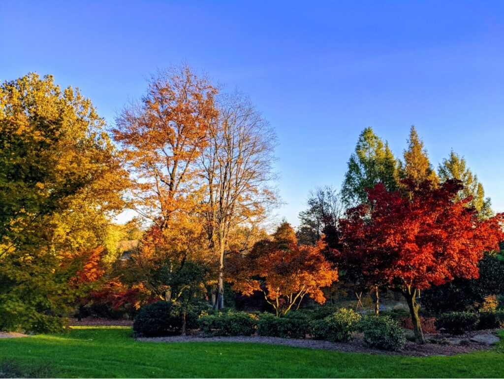 Japanese Maples Acer Palmatum Osakazuki And Acer Palmatum Hogyoku Japanese Maple Fall Color