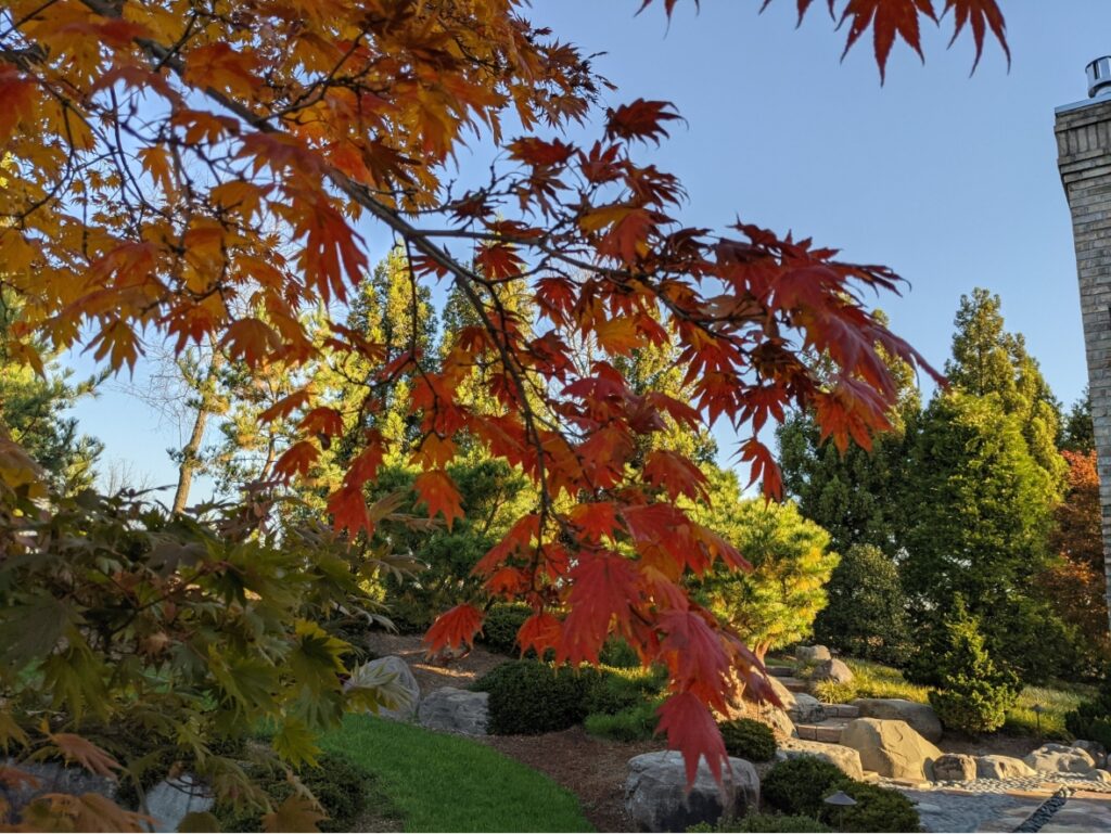 Japanese Maples Acer Shirasawanum Palmatifolium Japanese Maple Fall Color