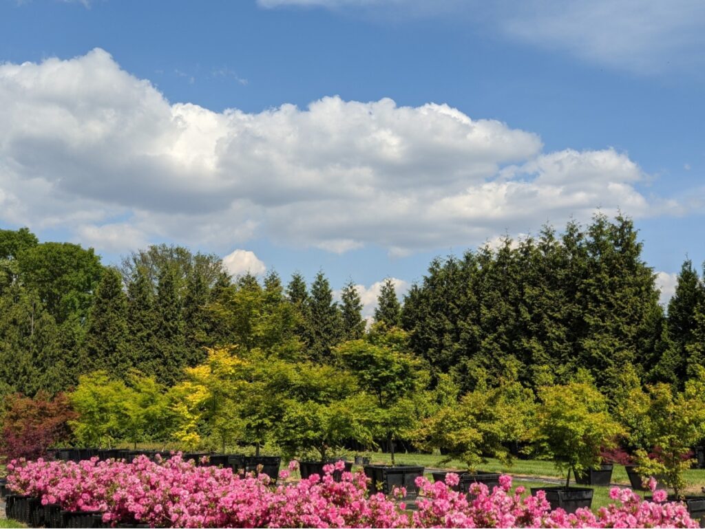 Japanese Maples Azaleas And Japanese Maple At Nursery 1